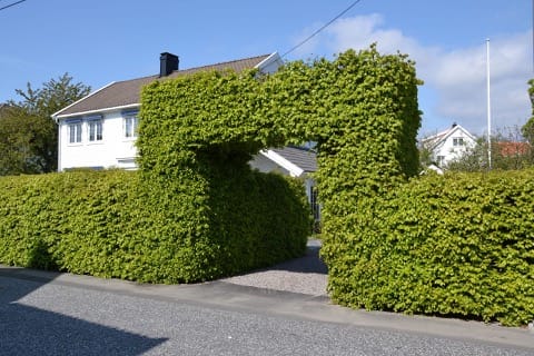 Taille de haies & Débroussaillage Nainville-les-Roches
