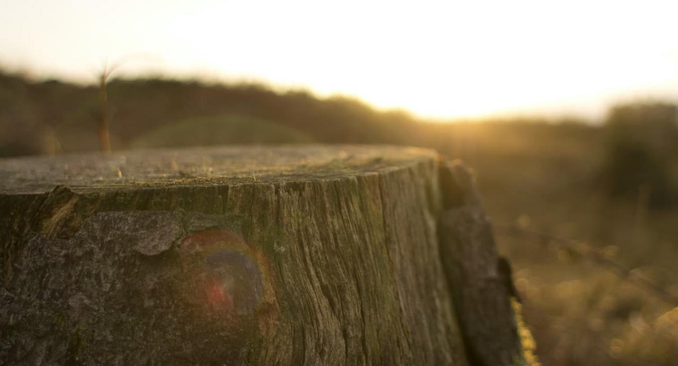 Abattage, dessouchage & rognage dans le 91 Essonne